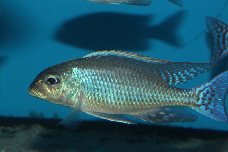 Lethrinops marginatus 'Matema'